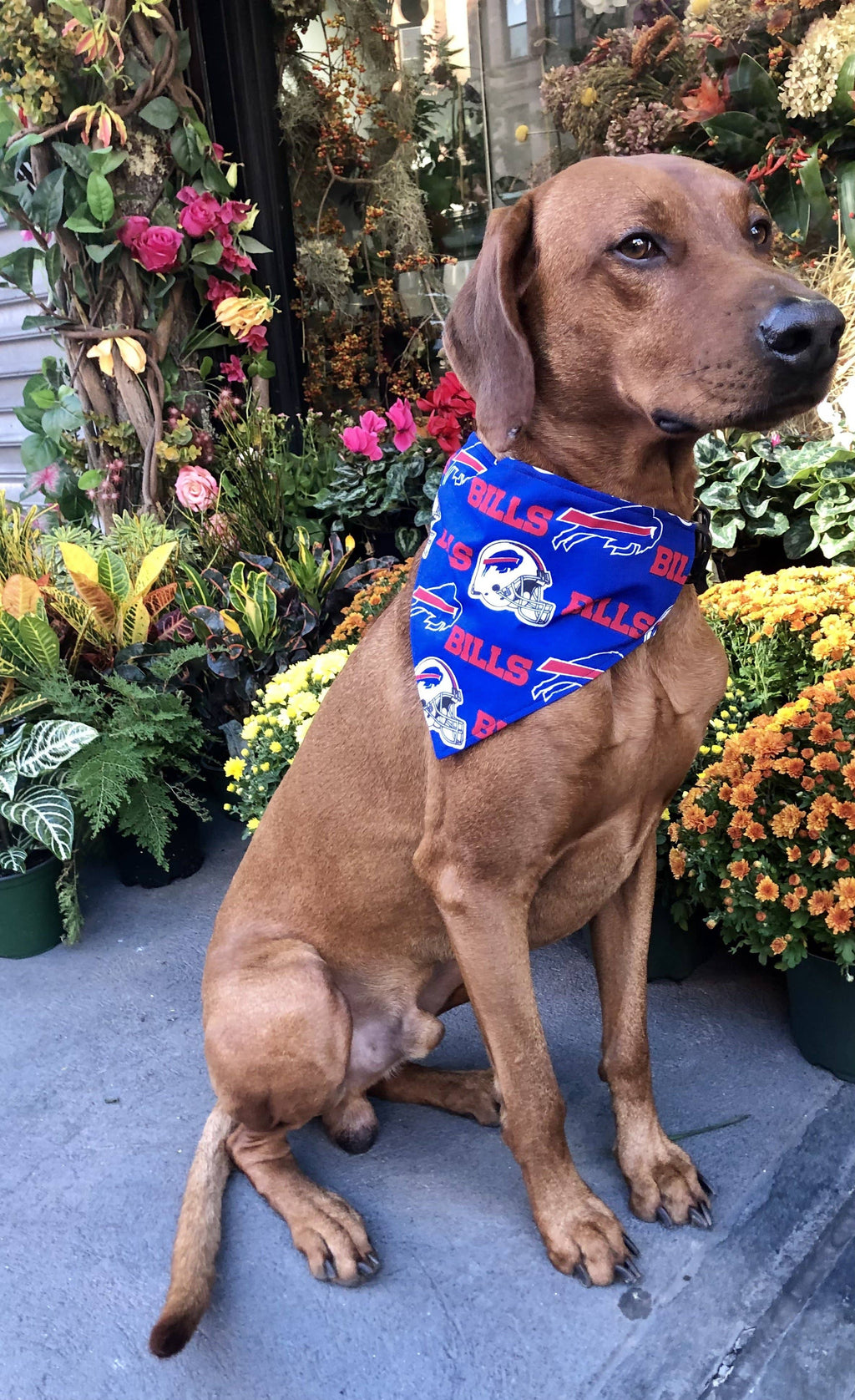 Buffalo Bills Bandana