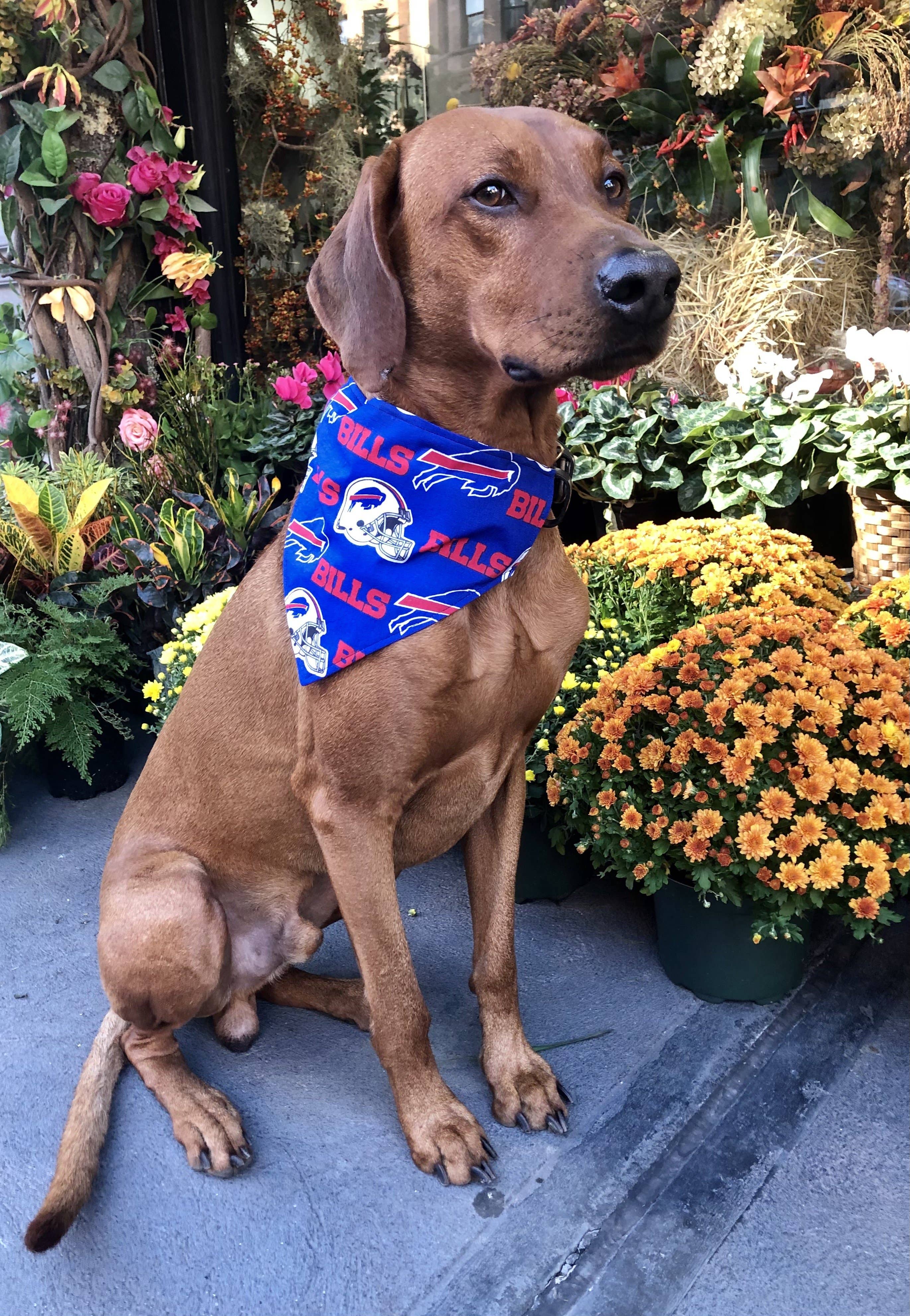 Buffalo Bills Bandana