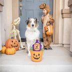 Witch's Brew For Dogs