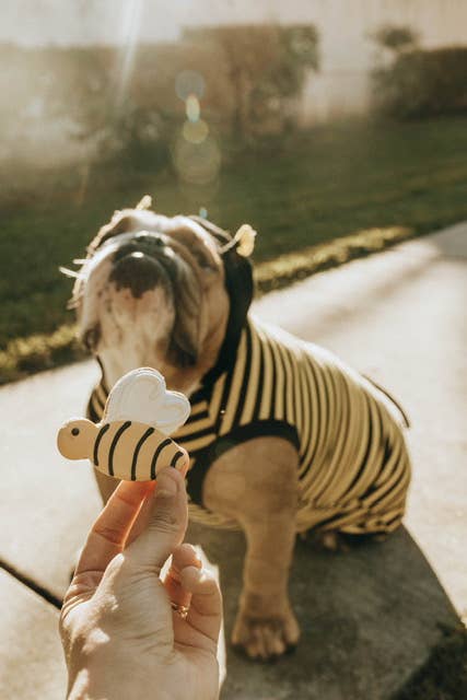 Bee-licious Bites Dog Cookie Bag