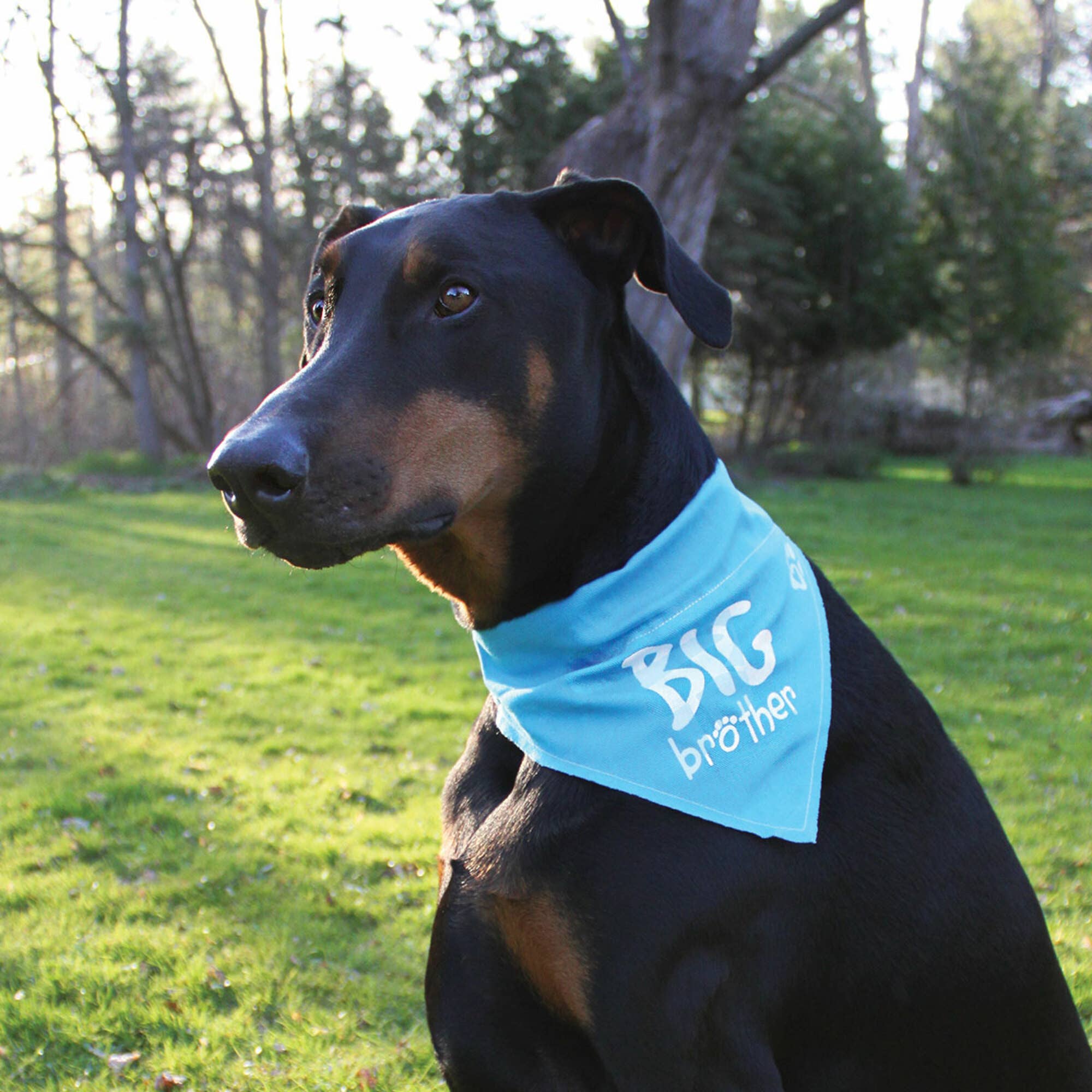 Big Brother Canvas Slip on Pet Bandana