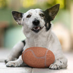 Florida State Seminoles Tough Chewer Pet Ball