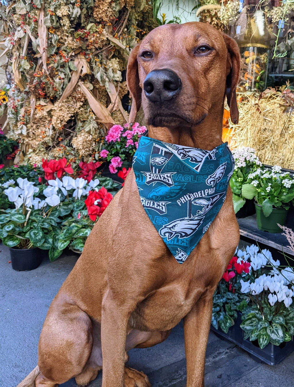 Philadelphia Eagles Bandana - Football Collection