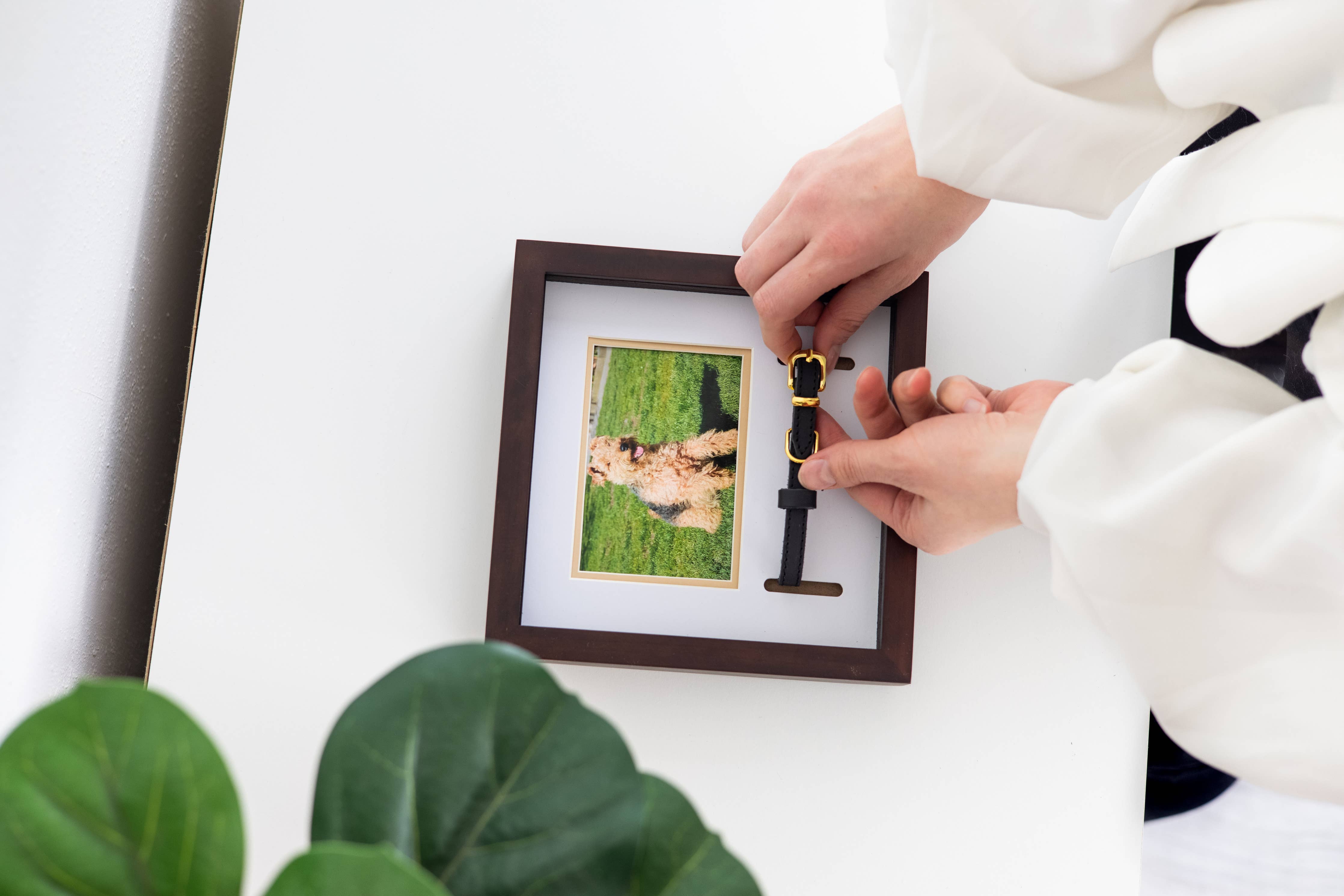 Pet Collar and Photo Frame (Espresso)