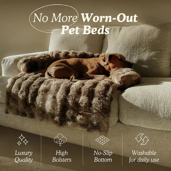 Luxurious Cozy Sofa Bed