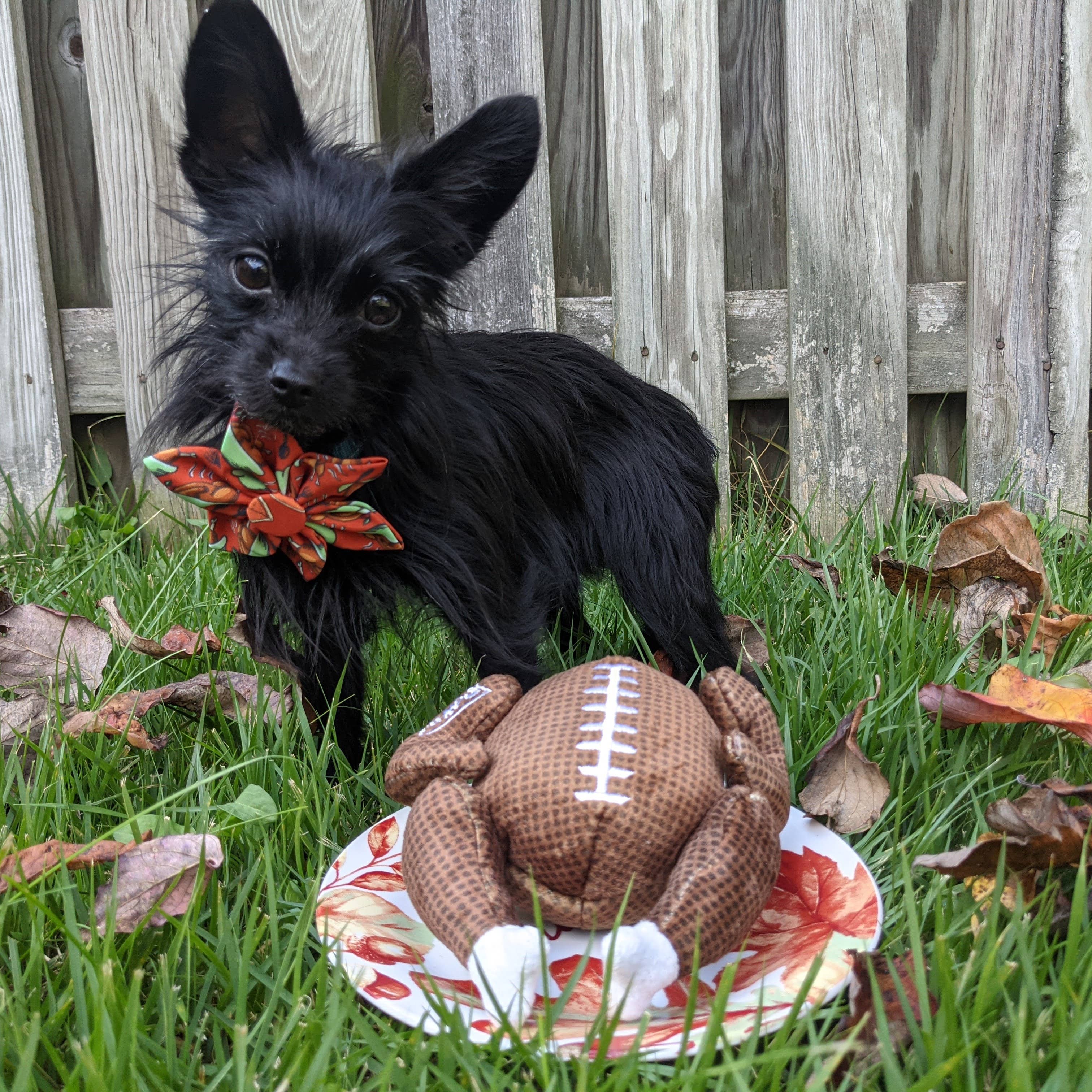 Turkey Bowl For Dogs