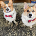 Checkered Plaid Bow Ties