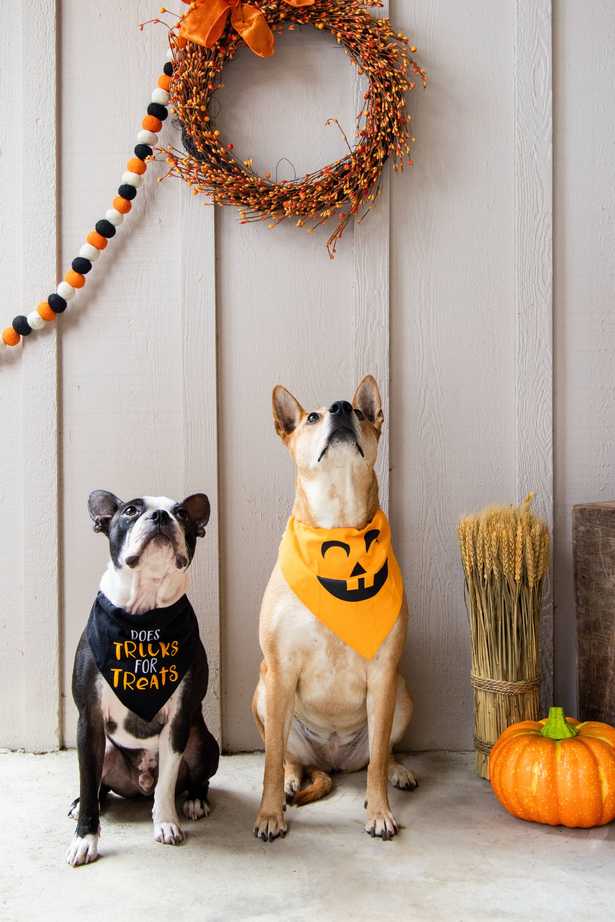 Trick or Treat Dog Halloween Bandana, S/M