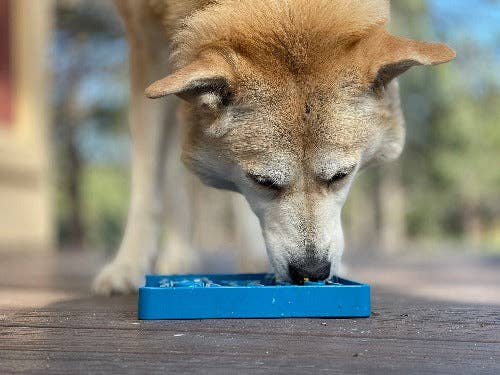 Waiting Dogs eTray - Shallow Slow Feeder Bowl