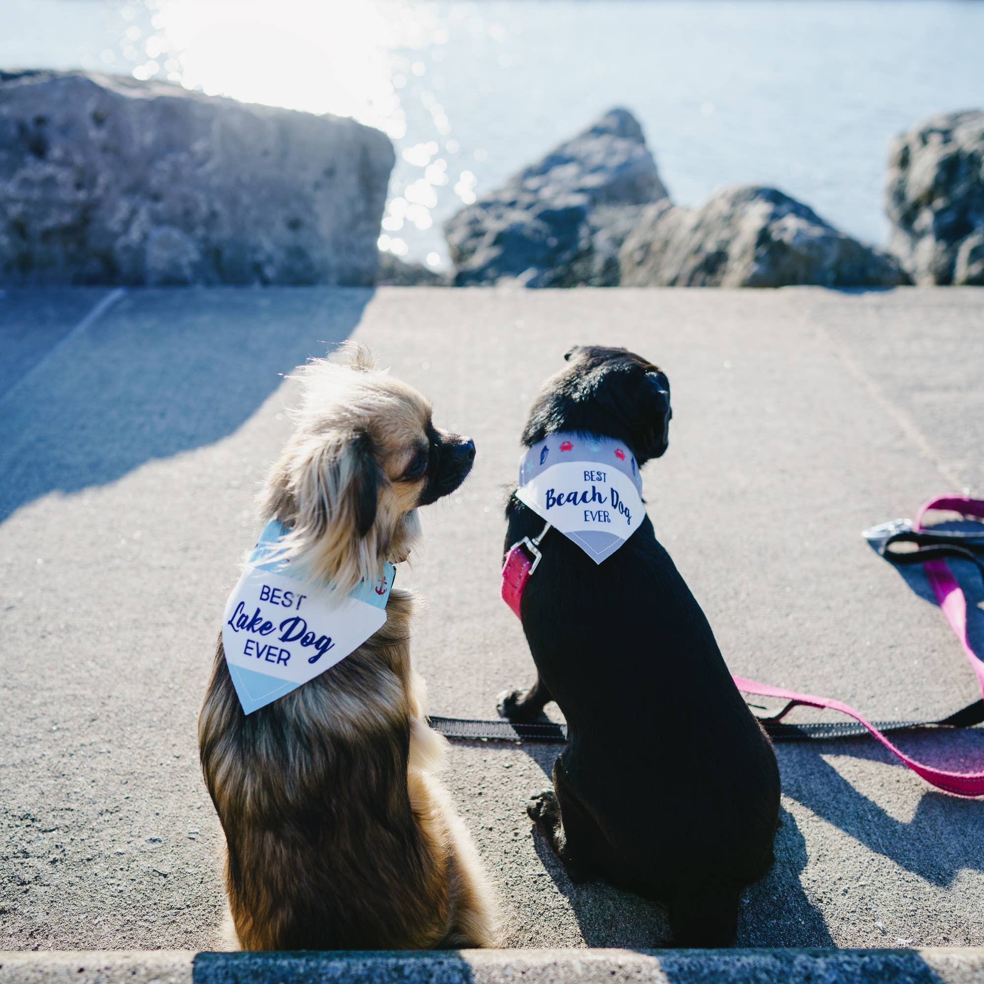 Beach Dog Canvas Slip on Pet Bandana