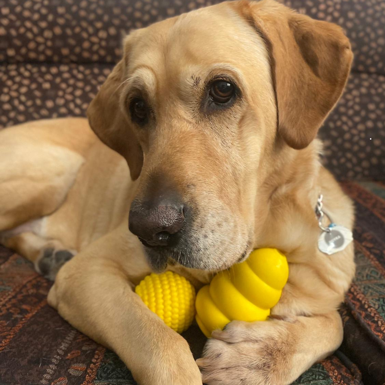 Chewer Bell Treat Dispensing Chew Toy