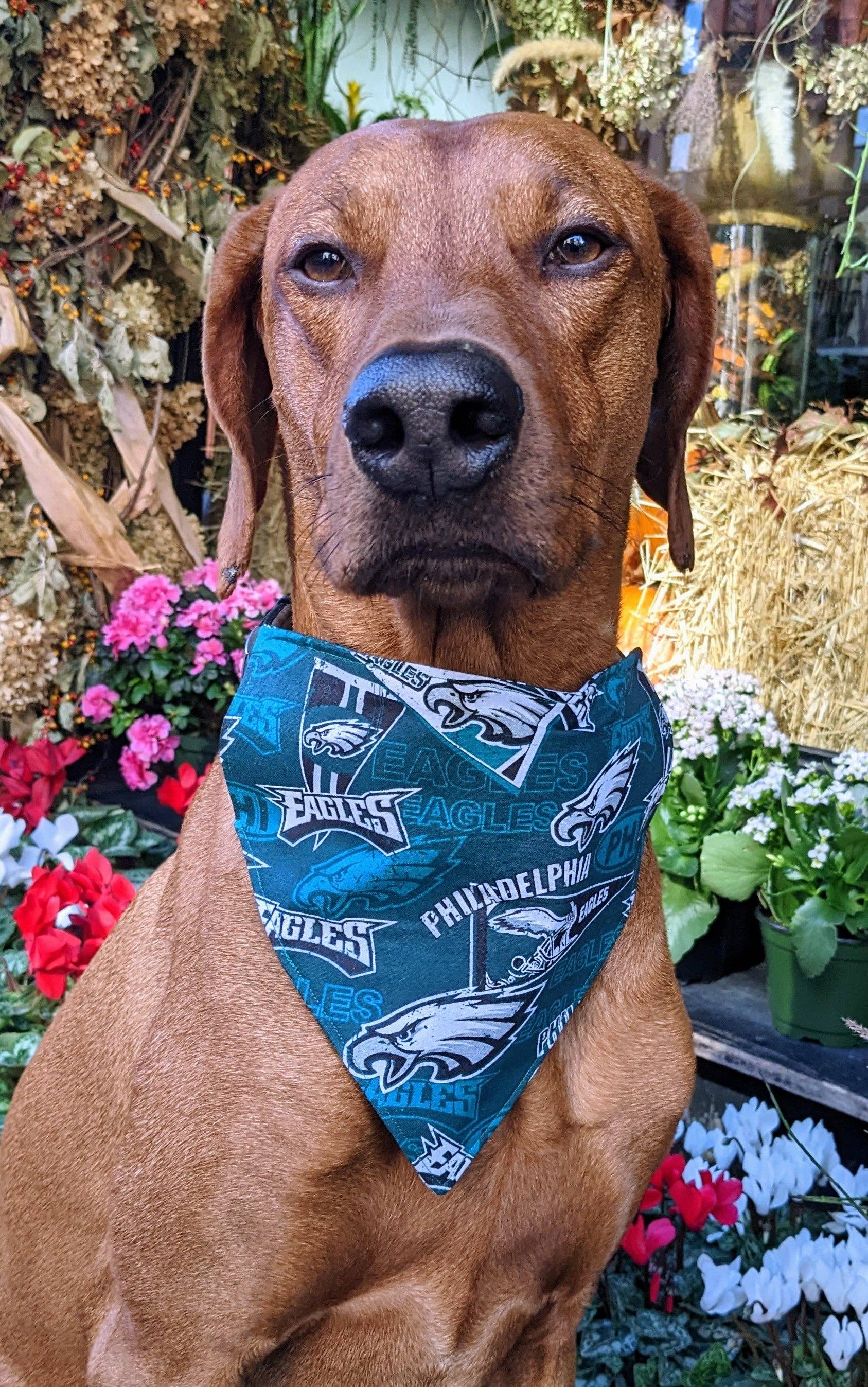 Philadelphia Eagles Bandana - Football Collection