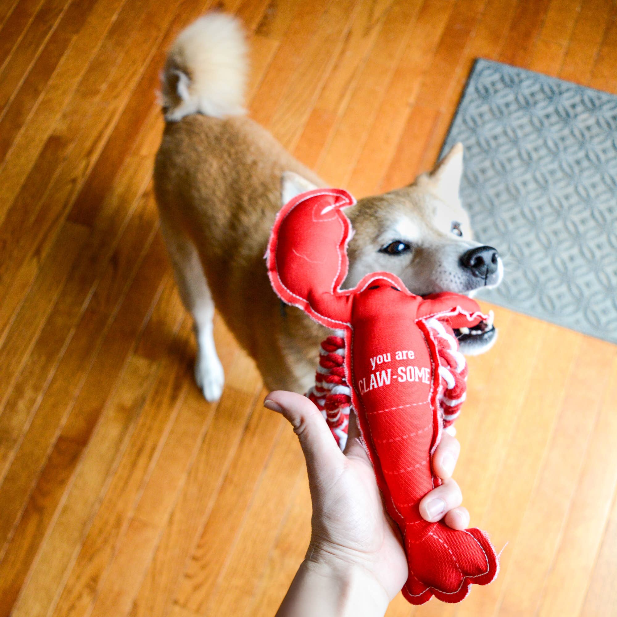 Claw-some Dog Toy with Rope