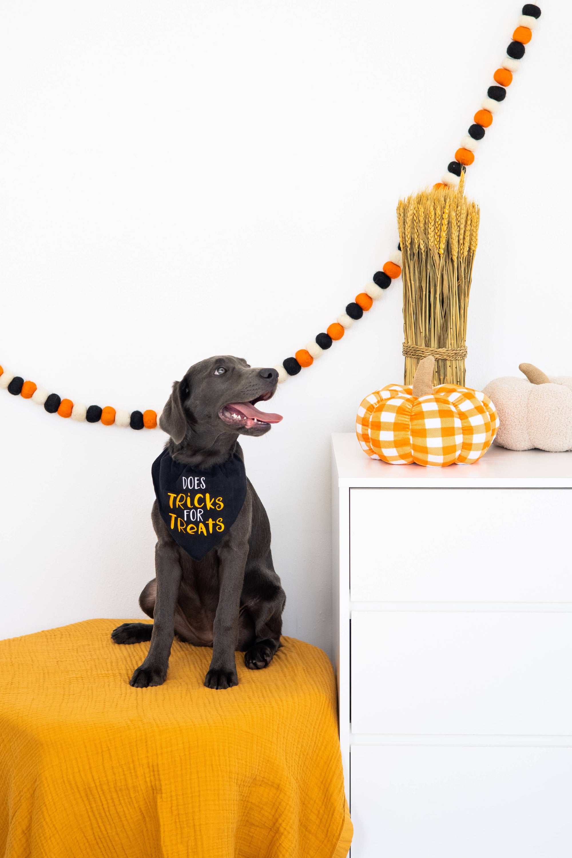 Trick or Treat Dog Halloween Bandana, S/M