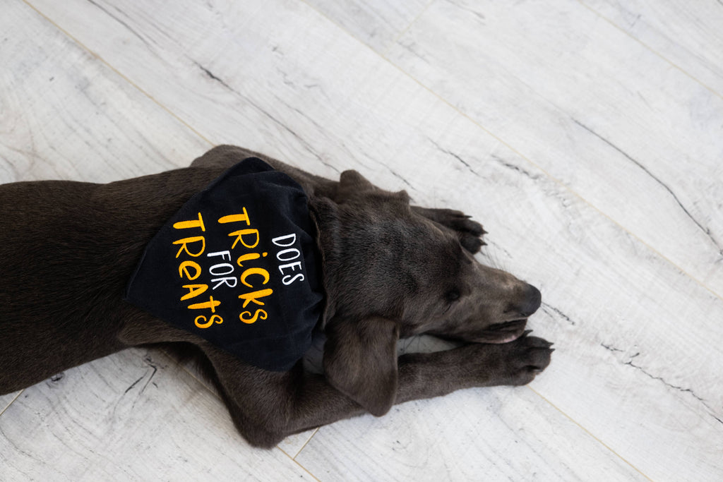 Trick or Treat Dog Halloween Bandana, S/M
